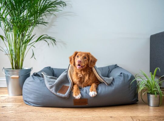 بهترین اسباب‌بازی‌ها و لوازم جانبی سگ در سال ۲۰۲۵