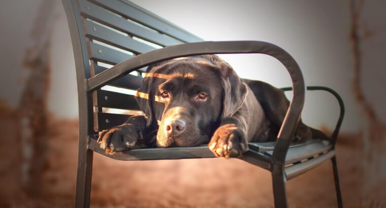 توله سگ‌های لابرادور دوست‌داشتنی برای فروش – واکسینه شده و سالم!